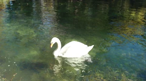 White swan in a pond Stock Footage 62854398