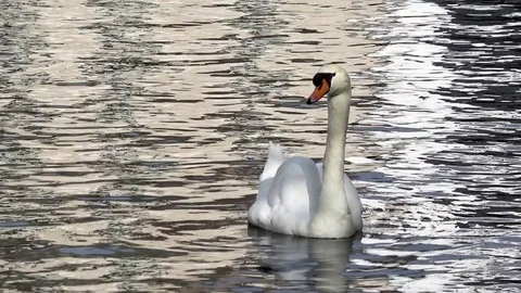 White swan on the pond Stock Footage 76347630