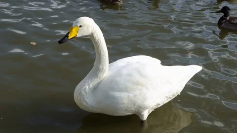 White swan in the pond Stock Footage 98097065