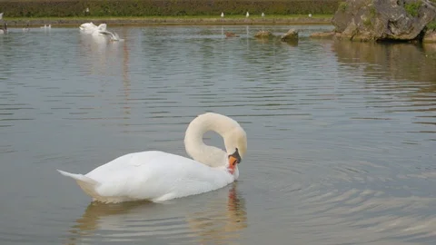 White Swan On The Pond Stock Footage 118695050