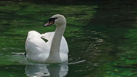 White swan in a pond 스톡 동영상 152060893