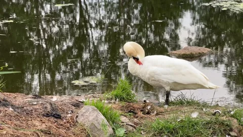 White-swan-pond Stock Footage 338126780