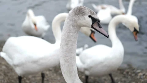 White swan posing close-up on the background of the lake Stock Footage 143013253