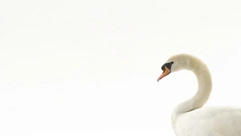 White swan posing on white background in slow motion 05 Stock Footage 84221119