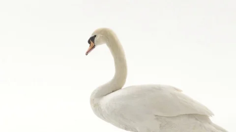 White swan posing on white background in slow motion 06 Stock Footage 84221167