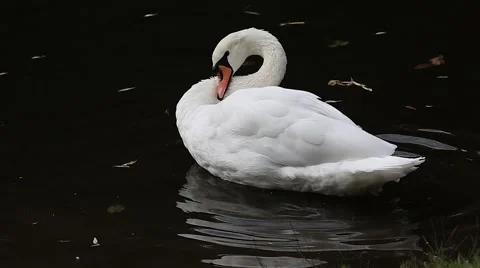 White swan preening on a background of dark water Stock Footage 61289529