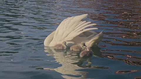 White Swan Preening Feathers with Three Cygnets on Water, 4K 60fps Stock Footage 337232721