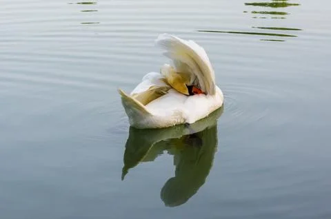 White swan preening feathers while floating on Beletsi Lake, Attica, Greece. Stock Photos