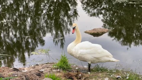 White-swan-preening Stock Footage 338126567