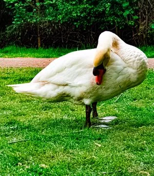 White Swan Preening on Green Grass Stock Photos