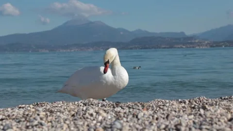White swan preening its feathers on the shore of Lake Garda, Italy Stock Footage 323710897