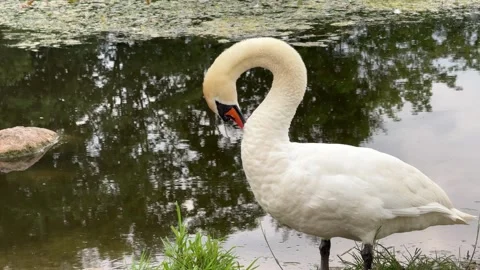 White-swan-preening-pond Stock Footage 338126533
