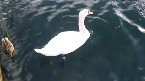 White swan with red mark on left leg in Bled lake Vidéo 141227295