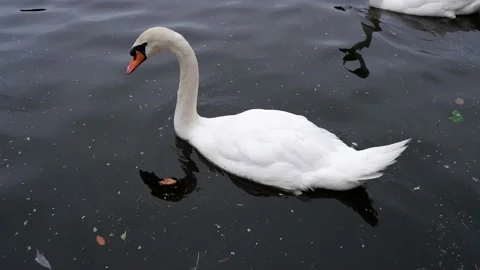 The white swan revolves around its axis. 4k. Stock Footage 156756482