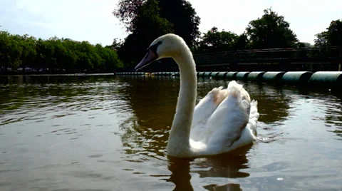 White swan on a river Stock-Footage 39557852