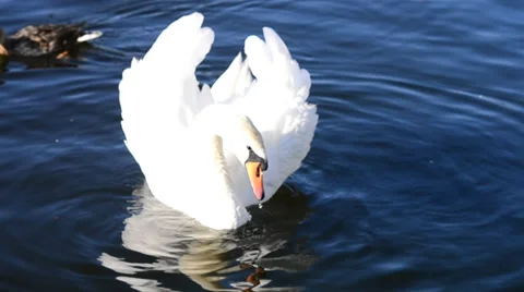 White swan on the river Stock Footage 39846530