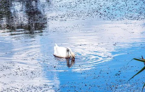 White swan on the river. Reflections on the surface of the water. Stock Photos