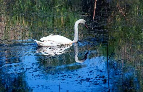White swan on the river. Reflections on the surface of the water. Stock Photos