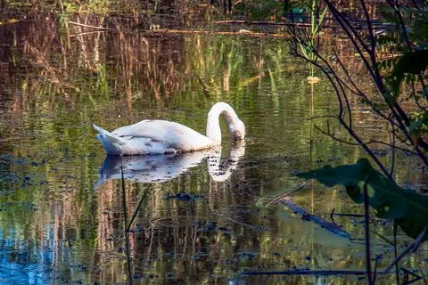 White swan on the river. Reflections on the surface of the water. Stock Photos