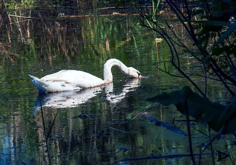 White swan on the river. Reflections on the surface of the water. Stock Photos