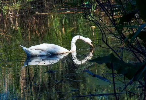 White swan on the river. Reflections on the surface of the water. Stock Photos