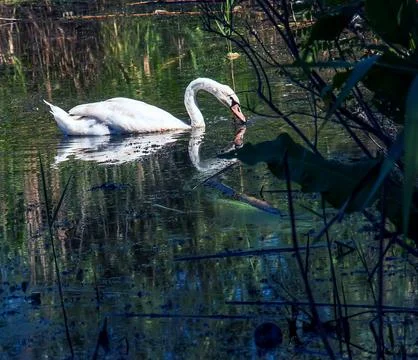 White swan on the river. Reflections on the surface of the water. Stock Photos