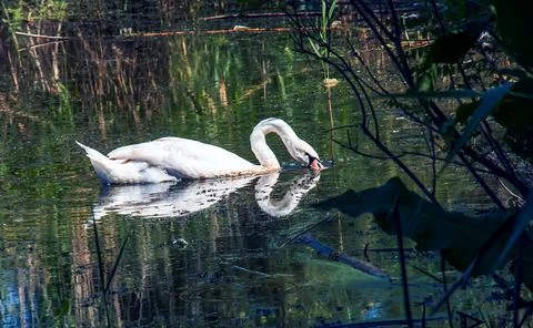 White swan on the river. Reflections on the surface of the water. Stock Photos