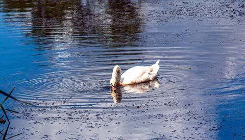 White swan on the river. Reflections on the surface of the water. Stock Photos