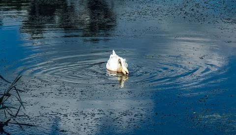 White swan on the river. Reflections on the surface of the water. Stock Photos