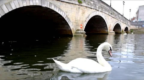 White swan on a river with stone bridge behind Stock Footage 45842611