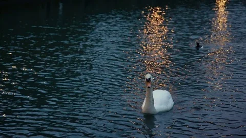 White swan on the River Thames Stockbeeldmateriaal 79010147
