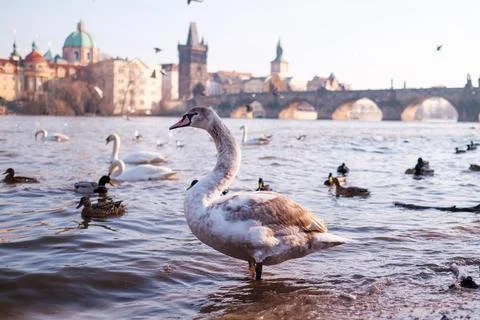 A white swan in the river Vltava on the background of Charles Bridge in Prague. Stock Photos