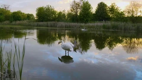 White Swan on the Ros River at Sunset, Ukraine Stock Footage 326278112