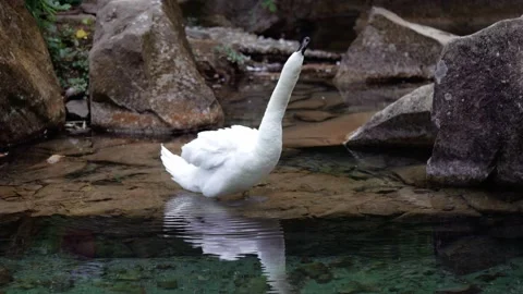 A white swan shakes off its feathers and twirls its tail while in the lake Stock Footage