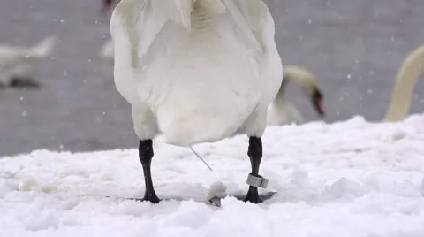 White Swan Shaking Its Tail While Snowing Stock Footage 53061863