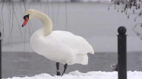 White Swan Shaking Its Tail And Preening On Snowy Lakeshore Stock Footage 53063052
