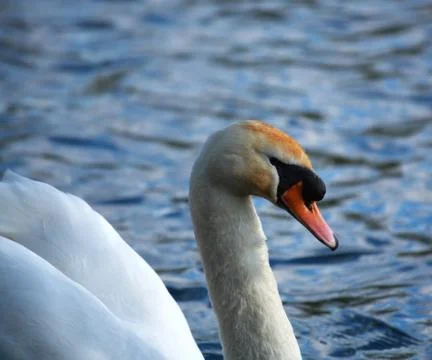 White swan side on Stock Photos
