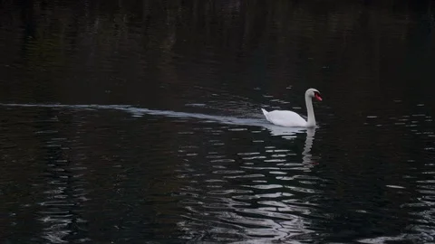 White Swan Simming at Dusk in a River Stock Footage 120543087
