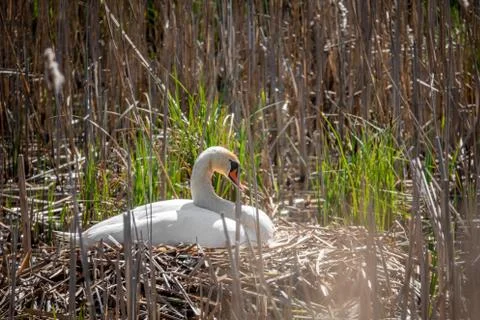 A white swan sits brooding in its nest in fine weather Stock Photos