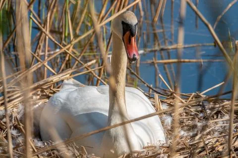 A white swan sits brooding in its nest in fine weather Stock Photos