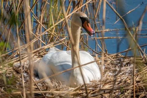 A white swan sits brooding in its nest in fine weather Stock Photos