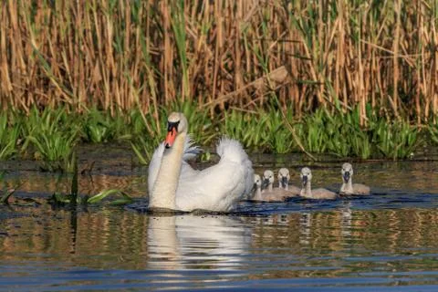 White swan with small chicks Stock Photos