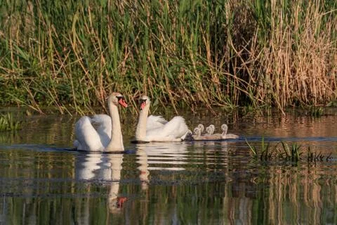 White swan with small chicks Stock Photos