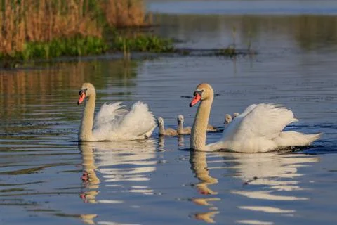 White swan with small chicks Stock Photos