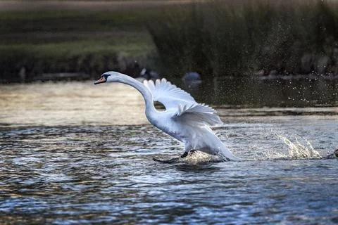 White swan splashing down on a winters sunny day Stock Photos