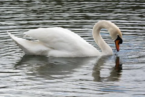White Swan in spring 2016 Stock Photos