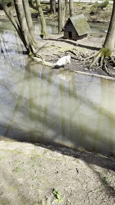 White swan standing by a pond with reflections in a zoo enclosure Stock Footage 340079231