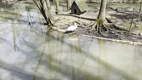 White swan standing by a pond with reflections in a zoo enclosure Stock Footage 340079249