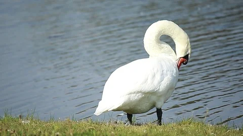 White swan standing by the river Stock Footage 114234441