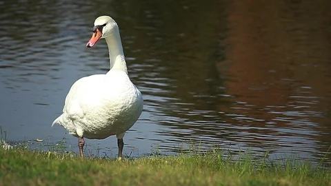 White swan standing by the river Stock Footage 114236387